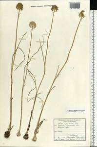 Allium guttatum Steven, Eastern Europe, South Ukrainian region (E12) (Ukraine)