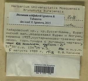 Dicranum schljakovii Ignatova & Tubanova, Bryophytes, Bryophytes - Russian Far East (excl. Chukotka & Kamchatka) (B20) (Russia)