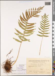 Polypodium interjectum Shivas, Caucasus, Georgia (K4) (Georgia)