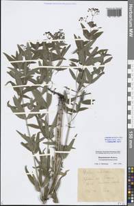 Galium rubioides L., Eastern Europe, Central forest-and-steppe region (E6) (Russia)