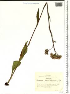 Saussurea parviflora (Poir.) DC., Siberia, Western Siberia (S1) (Russia)