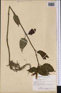 Chelone lyonii Pursh, America (AMER) (United States)