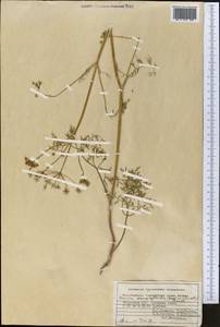 Elwendia chaerophylloides (Regel & Schmalh.) Pimenov & Kljuykov, Middle Asia, Syr-Darian deserts & Kyzylkum (M7) (Uzbekistan)