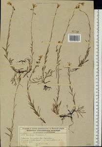 Saxifraga hirculus L., Eastern Europe, Moscow region (E4a) (Russia)