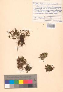 Asplenium ruta-muraria L., Eastern Europe, Middle Volga region (E8) (Russia)