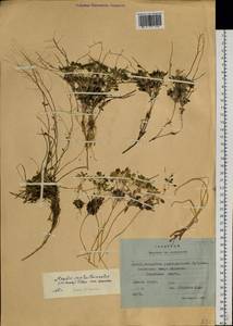 Arabidopsis septentrionalis (N. Busch) D. A. German, Siberia, Yakutia (S5) (Russia)