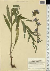 Campanula cervicaria L., Eastern Europe, Central forest-and-steppe region (E6) (Russia)