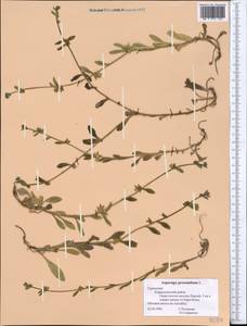 Asperugo procumbens L., Middle Asia, Kopet Dag, Badkhyz, Small & Great Balkhan (M1) (Turkmenistan)