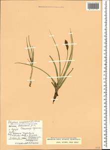 Blysmus compressus (L.) Panz. ex Link, Caucasus, Dagestan (K2) (Russia)