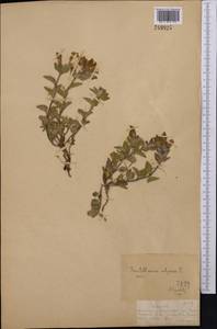 Scutellaria supina L., Middle Asia, Dzungarian Alatau & Tarbagatai (M5) (Kazakhstan)