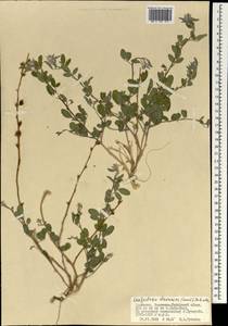 Lespedeza davurica (Laxm.)Schindl., Mongolia (MONG) (Mongolia)