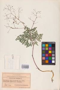 Thalictrum foetidum L., Eastern Europe, Eastern region (E10) (Russia)