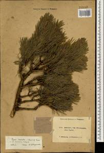 Pinus sylvestris var. hamata Steven, Caucasus, Krasnodar Krai & Adygea (K1a) (Russia)