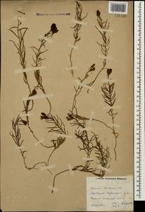 Linaria macroura (M. Bieb.) M. Bieb., Caucasus, Dagestan (K2) (Russia)