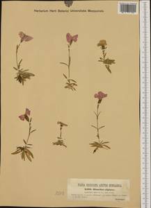 Dianthus alpinus L., Western Europe (EUR) (Austria)