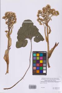 Petasites spurius (Retz.) Rchb., Eastern Europe, Moscow region (E4a) (Russia)
