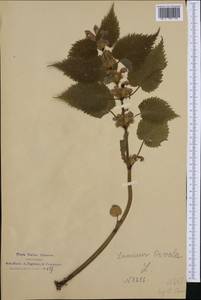 Lamium orvala L., Western Europe (EUR) (Italy)