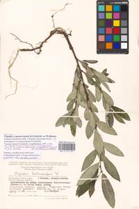 Populus ×moscoviensis Schröd., Eastern Europe, Moscow region (E4a) (Russia)