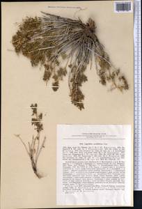 Lagochilus occultiflorus, Middle Asia, Western Tian Shan & Karatau (M3) (Uzbekistan)
