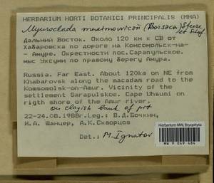 Myuroclada maximowiczii (G.G. Borshch.) Steere & W.B. Schofield, Bryophytes, Bryophytes - Russian Far East (excl. Chukotka & Kamchatka) (B20) (Russia)