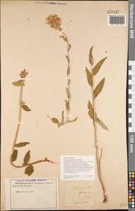 Campanula glomerata subsp. farinosa (Rochel ex Besser) Kirschl., Eastern Europe, Central forest-and-steppe region (E6) (Russia)
