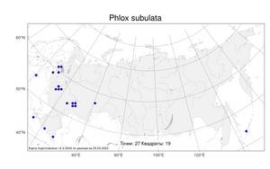 Phlox subulata L., Atlas of the Russian Flora (FLORUS) (Russia)