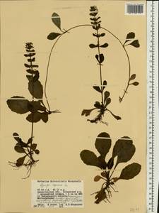 Ajuga reptans L., Eastern Europe, Northern region (E1) (Russia)