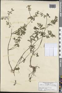 Helosciadium nodiflorum subsp. nodiflorum, South Asia, South Asia (Asia outside ex-Soviet states and Mongolia) (ASIA) (Turkey)