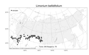 Limonium bellidifolium (Gouan) Dumort., Atlas of the Russian Flora (FLORUS) (Russia)