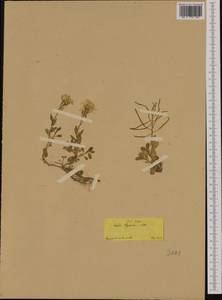 Arabis caucasica Willd., Western Europe (EUR) (Greece)