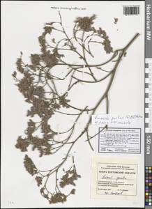 Limonium meyeri (Boiss.) Kuntze, Eastern Europe, Rostov Oblast (E12a) (Russia)