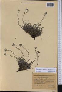 Eritrichium kamelinii Ovczinnikova, Siberia, Altai & Sayany Mountains (S2) (Russia)
