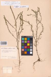 Salsola collina Pall., Eastern Europe, Moscow region (E4a) (Russia)