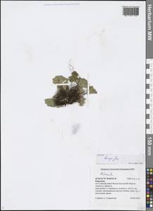 Alchemilla bungei Juz., Middle Asia, Northern & Central Tian Shan (M4) (Kyrgyzstan)