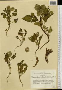 Physochlaina physaloides (L.) G. Don, Siberia, Altai & Sayany Mountains (S2) (Russia)