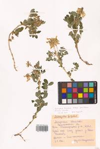 Astragalus frigidus (L.) A.Gray, Siberia, Chukotka & Kamchatka (S7) (Russia)
