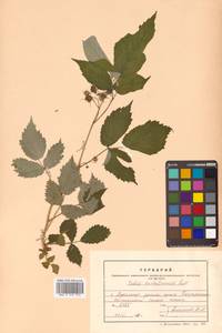 Rubus idaeus subsp. melanolasius Focke, Siberia, Russian Far East (S6) (Russia)