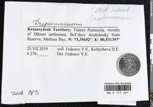 Drepanocladus, Bryophytes, Bryophytes - Krasnoyarsk Krai, Tyva & Khakassia (B17) (Russia)