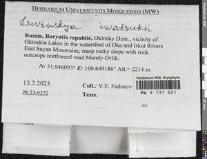 Lewinskya iwatsukii (Ignatov) F. Lara, Garilleti & Goffinet, Bryophytes, Bryophytes - Baikal & Transbaikal regions (B18) (Russia)