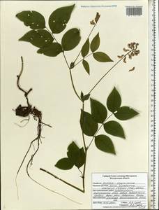 Lathyrus venetus (Mill.)Wohlf., Eastern Europe, Central forest-and-steppe region (E6) (Russia)