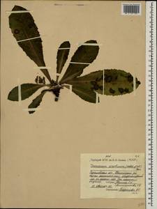 Taraxacum serotinum (Waldst. & Kit.) Poir., Eastern Europe, Lower Volga region (E9) (Russia)