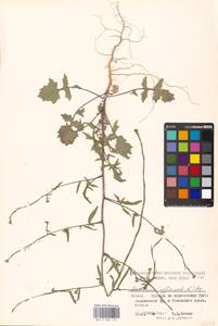 Sisymbrium officinale (L.) Scop., Eastern Europe, Moscow region (E4a) (Russia)