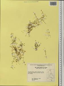 Sagina japonica (Sw. ex Steud.) Ohwi, Siberia, Russian Far East (S6) (Russia)