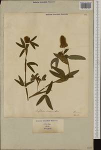 Trifolium incarnatum L., Western Europe (EUR) (Italy)