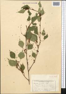 Betula pendula Roth, Middle Asia, Western Tian Shan & Karatau (M3) (Kyrgyzstan)