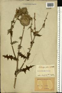 Echinops sphaerocephalus L., Eastern Europe, North Ukrainian region (E11) (Ukraine)