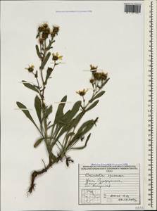 Grindelia squarrosa (Pursh) Dunal, Crimea (KRYM) (Russia)