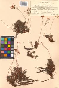 Saxifraga bronchialis L., Siberia, Russian Far East (S6) (Russia)