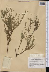 Chamaecyparis lawsoniana (A. Murray bis) Parl., America (AMER) (United States)