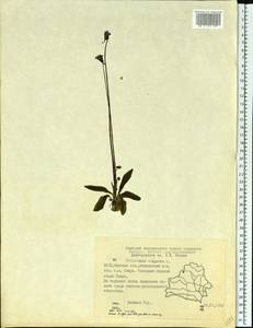 Pinguicula vulgaris L., Eastern Europe, Belarus (E3a) (Belarus)